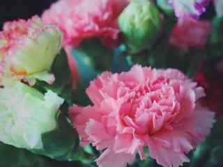 唯美好看的康乃馨花束摄影图片