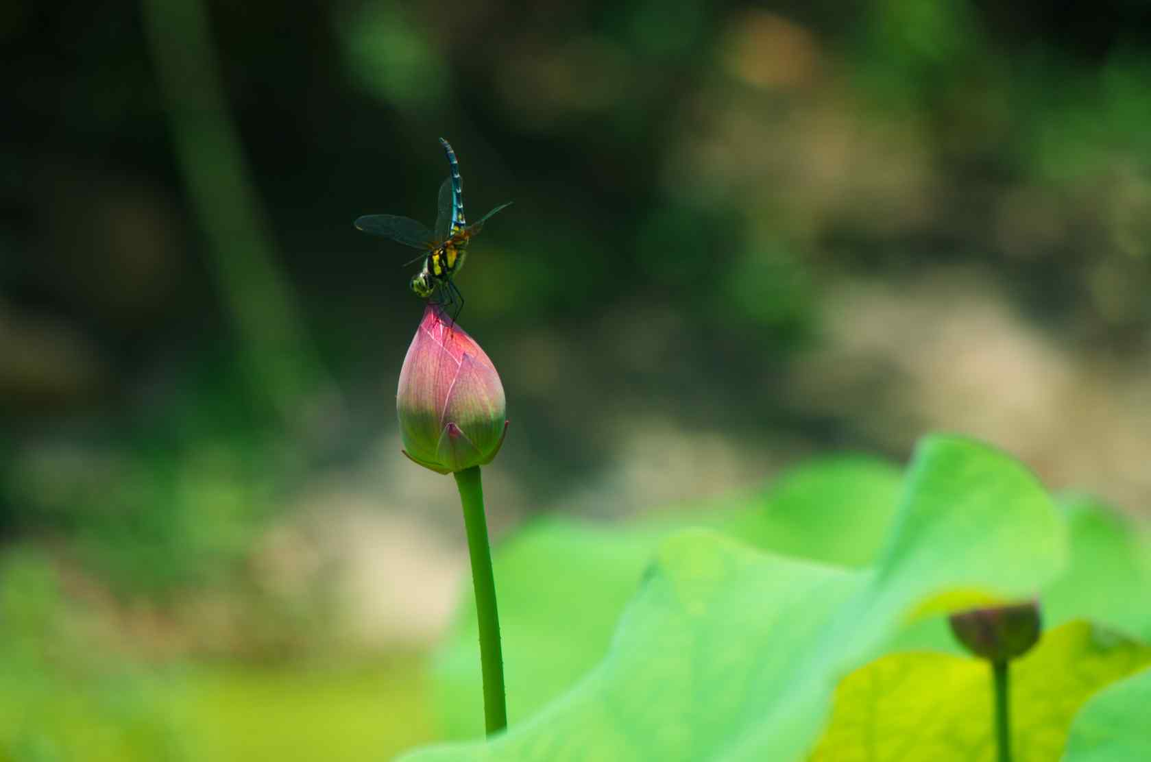 荷花和蜻蜓 库存照片. 图片 包括有 绽放, 百合, 紫色, 蜻蜓, 的百威, 开花, 卡罗来纳州, 叶子 - 53644046