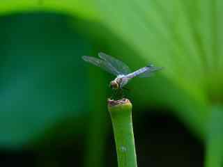 荷花枝干上的小蜻