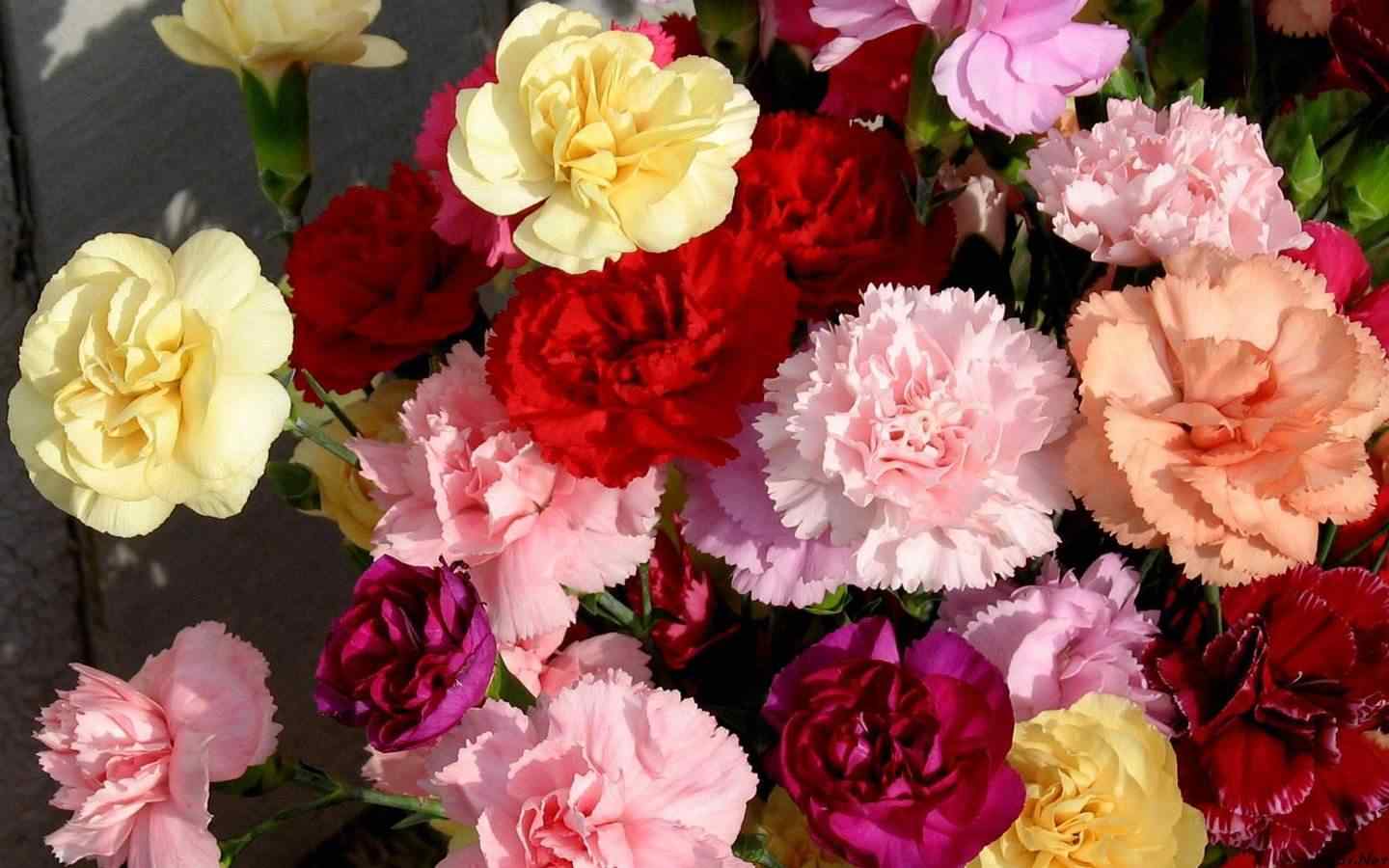2017母亲节送花之唯美的康乃馨花束
