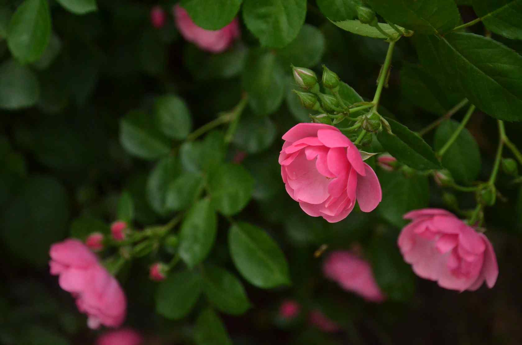 唯美好看的蔷薇花海桌面壁纸
