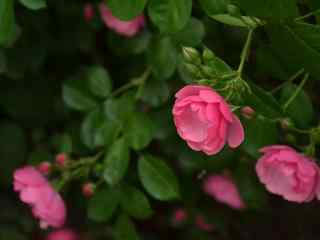 唯美好看的蔷薇花海桌面壁纸
