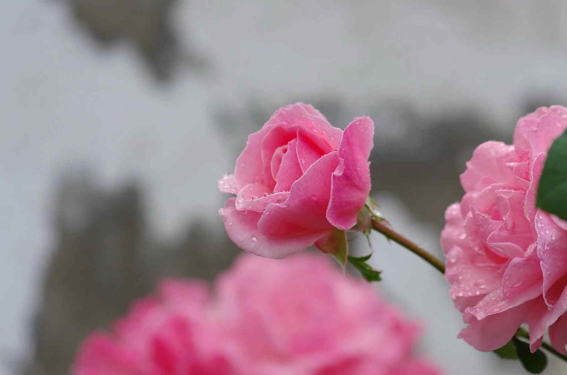 粉色月季花与水珠桌面壁纸