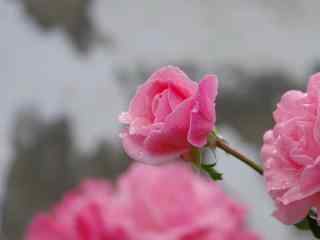 粉色月季花与水珠