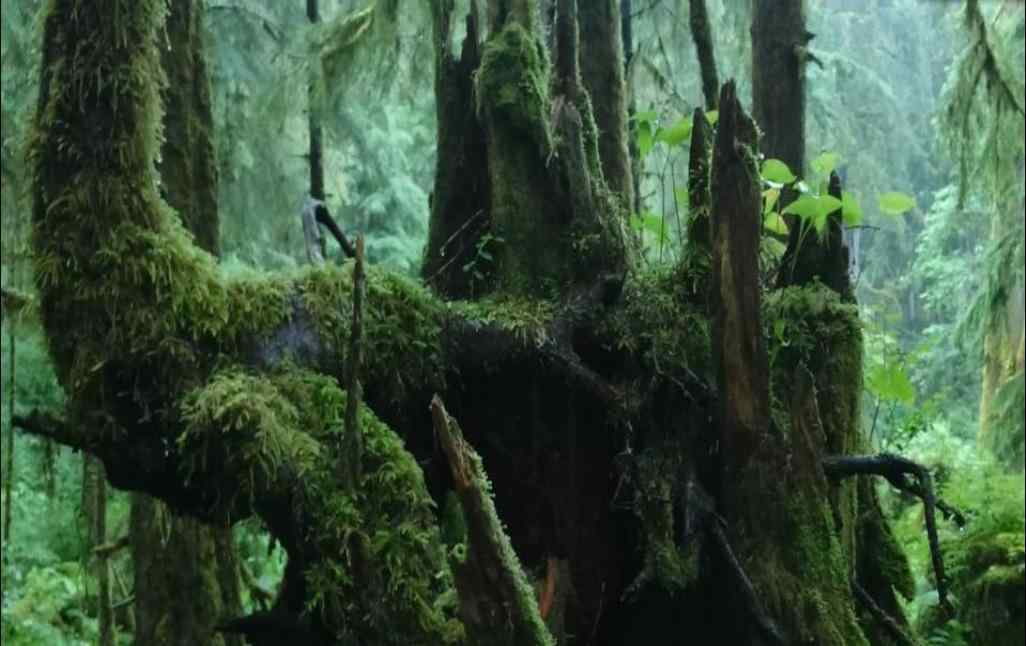 原始森林中的大树高清壁纸