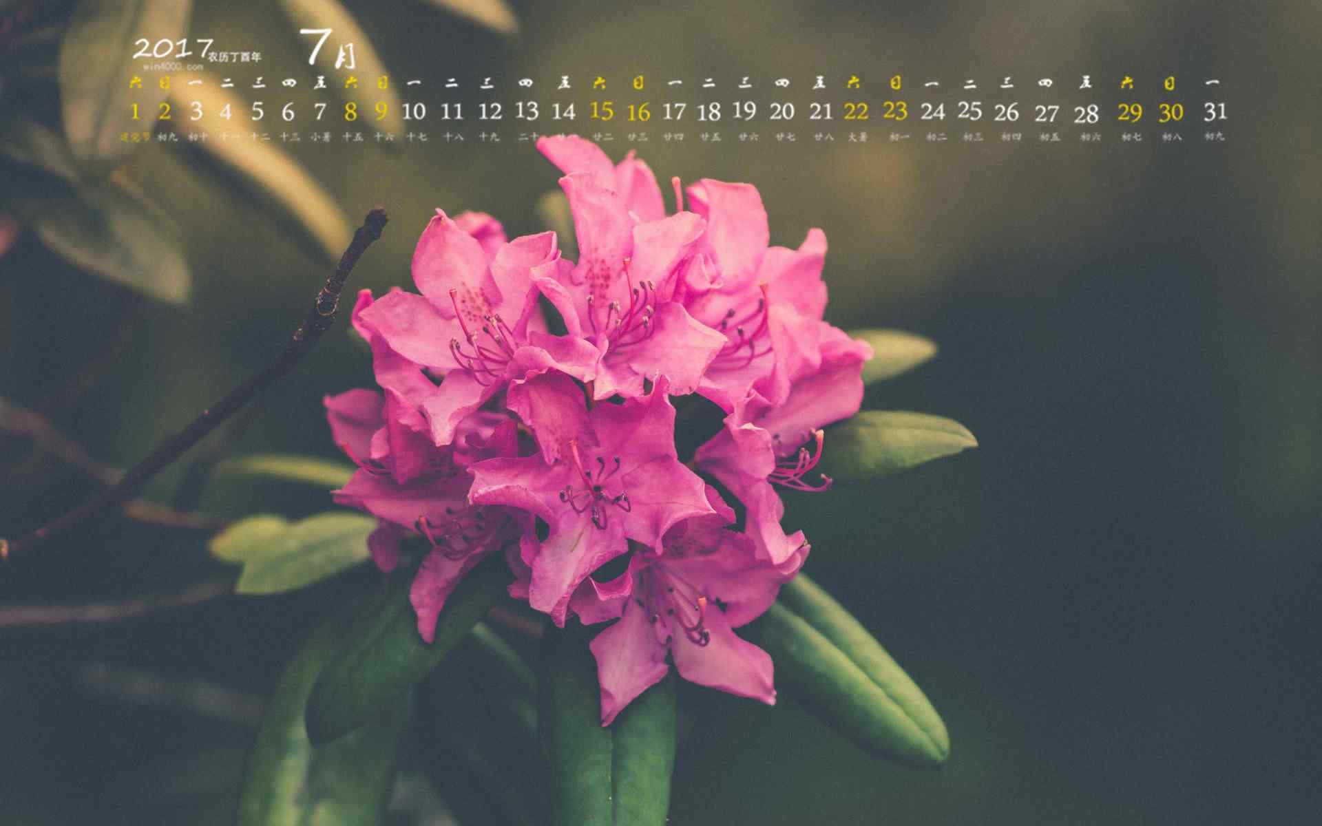 2017年7月日历鲜花植物图片壁纸