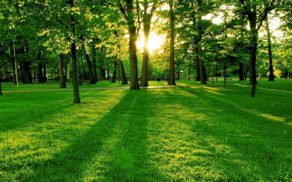 阳光下的绿色草地壁纸