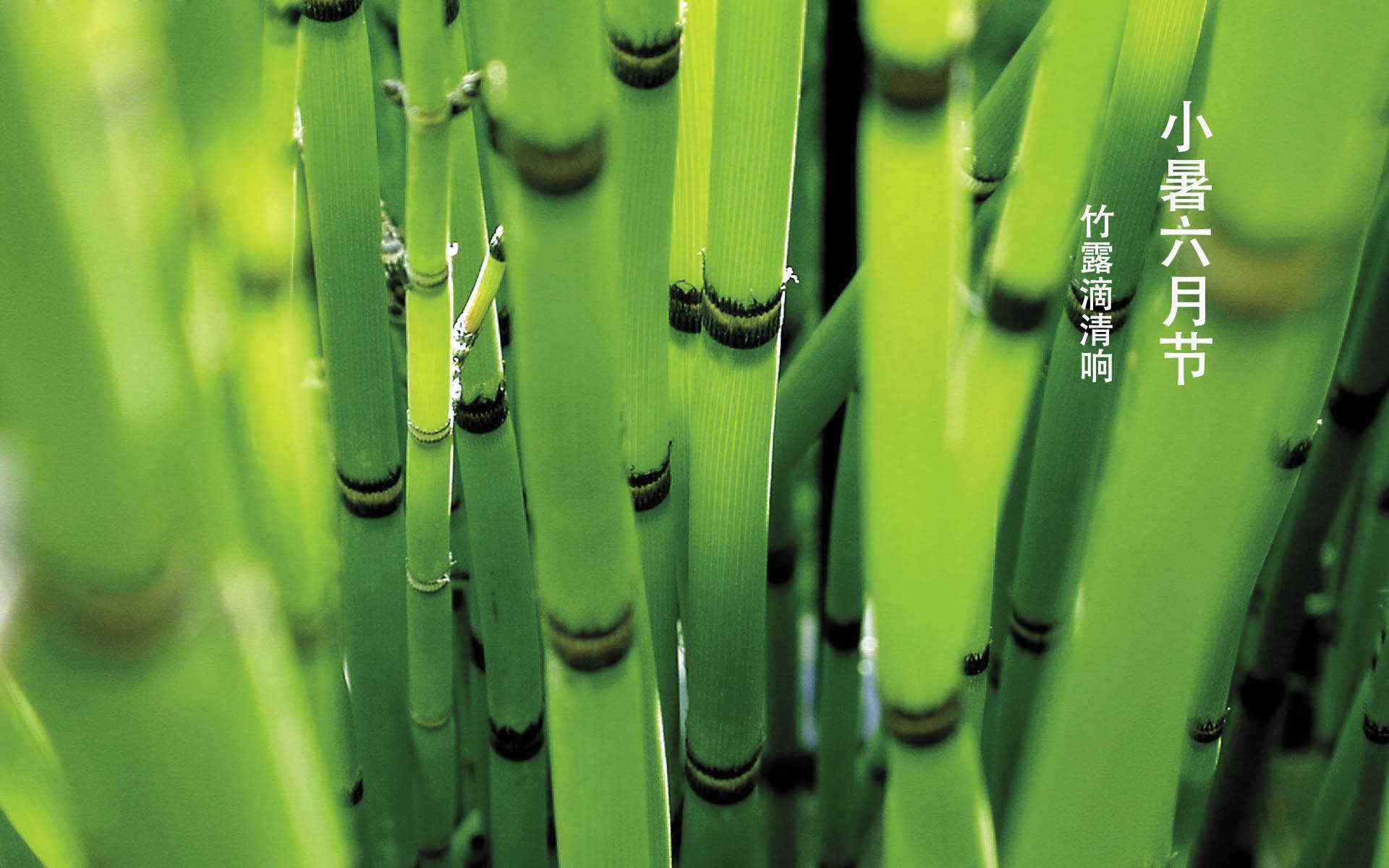 2017年小暑绿色竹林护眼壁纸