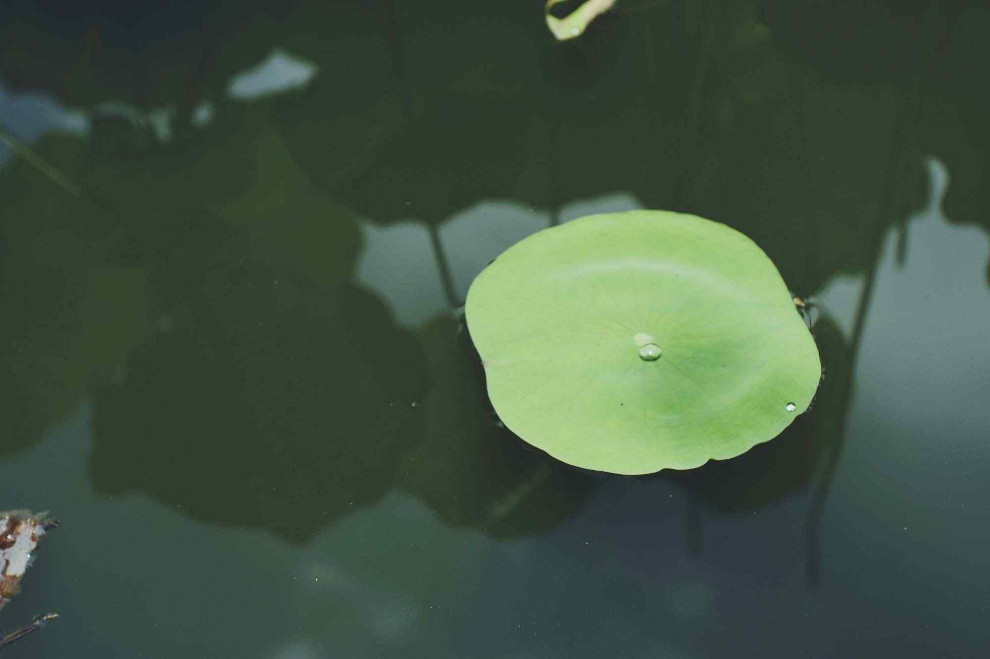 池塘上的绿色荷叶桌面壁纸