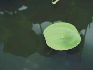 池塘上的绿色荷叶桌面壁纸