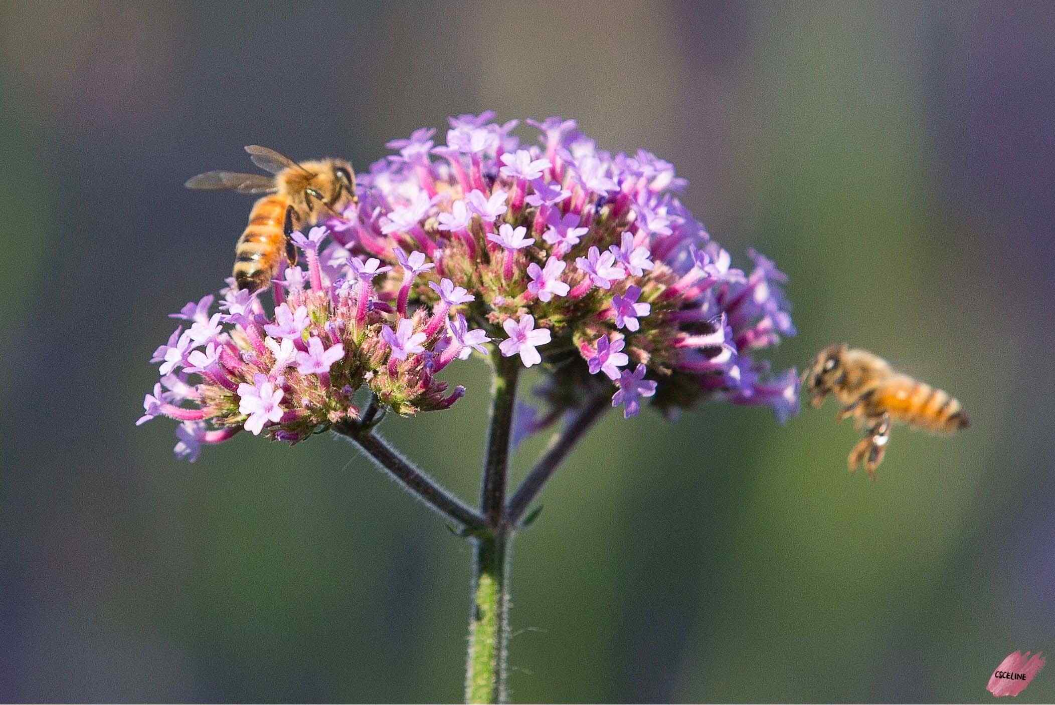 两只蜜蜂停在马鞭草上桌面壁纸
