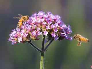 两只蜜蜂停在马鞭草上桌面壁纸