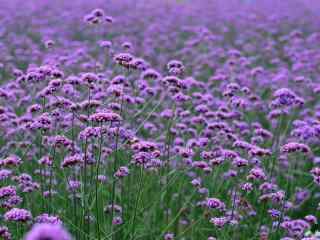 唯美紫色满天星花