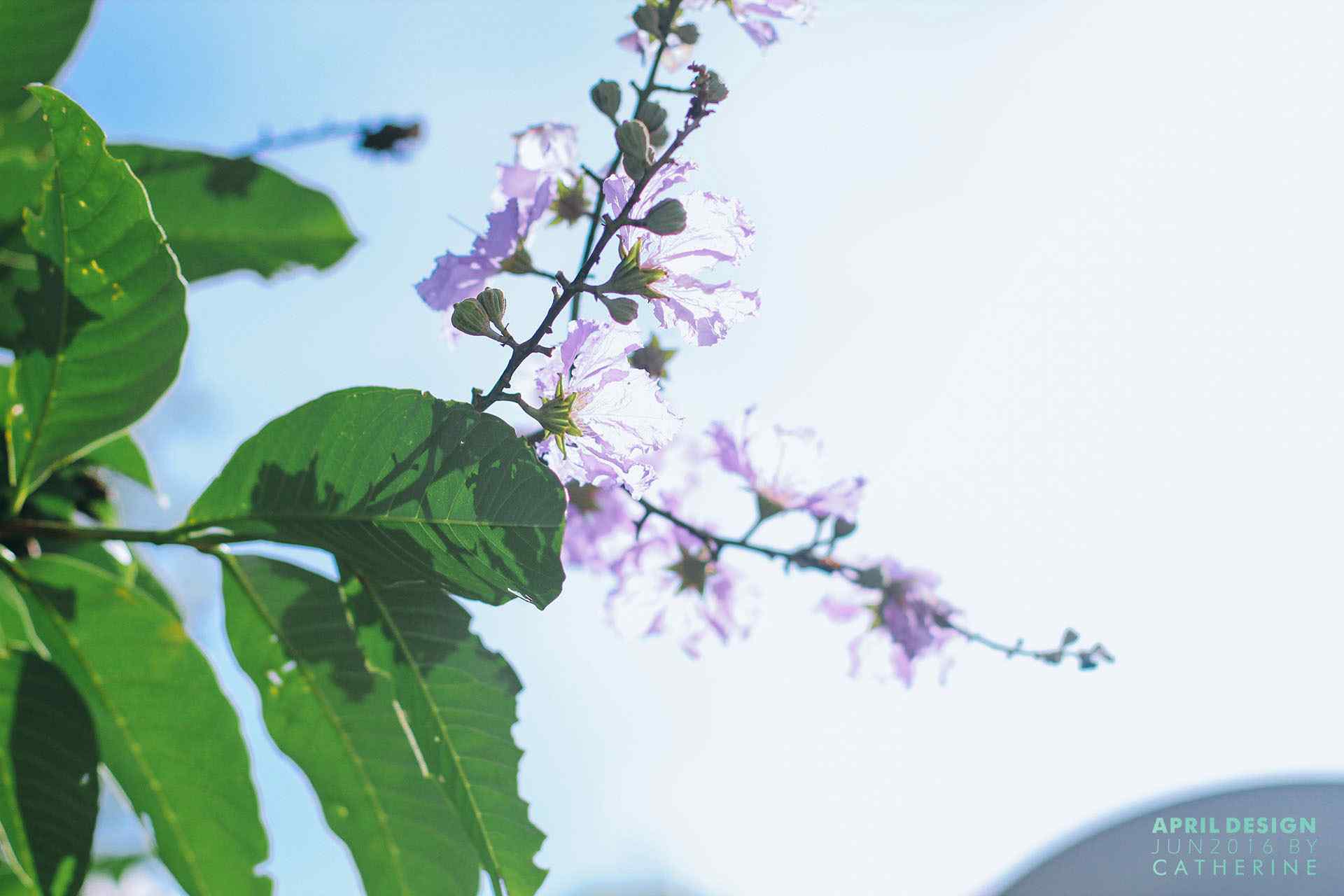 小清新阳光下的紫薇花桌面壁纸