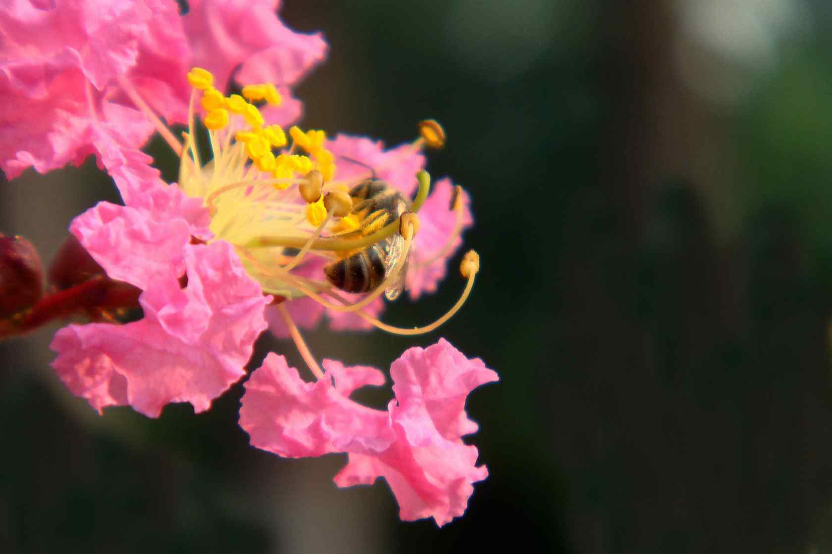 蜜蜂吸食这紫薇花花蕊桌面壁纸