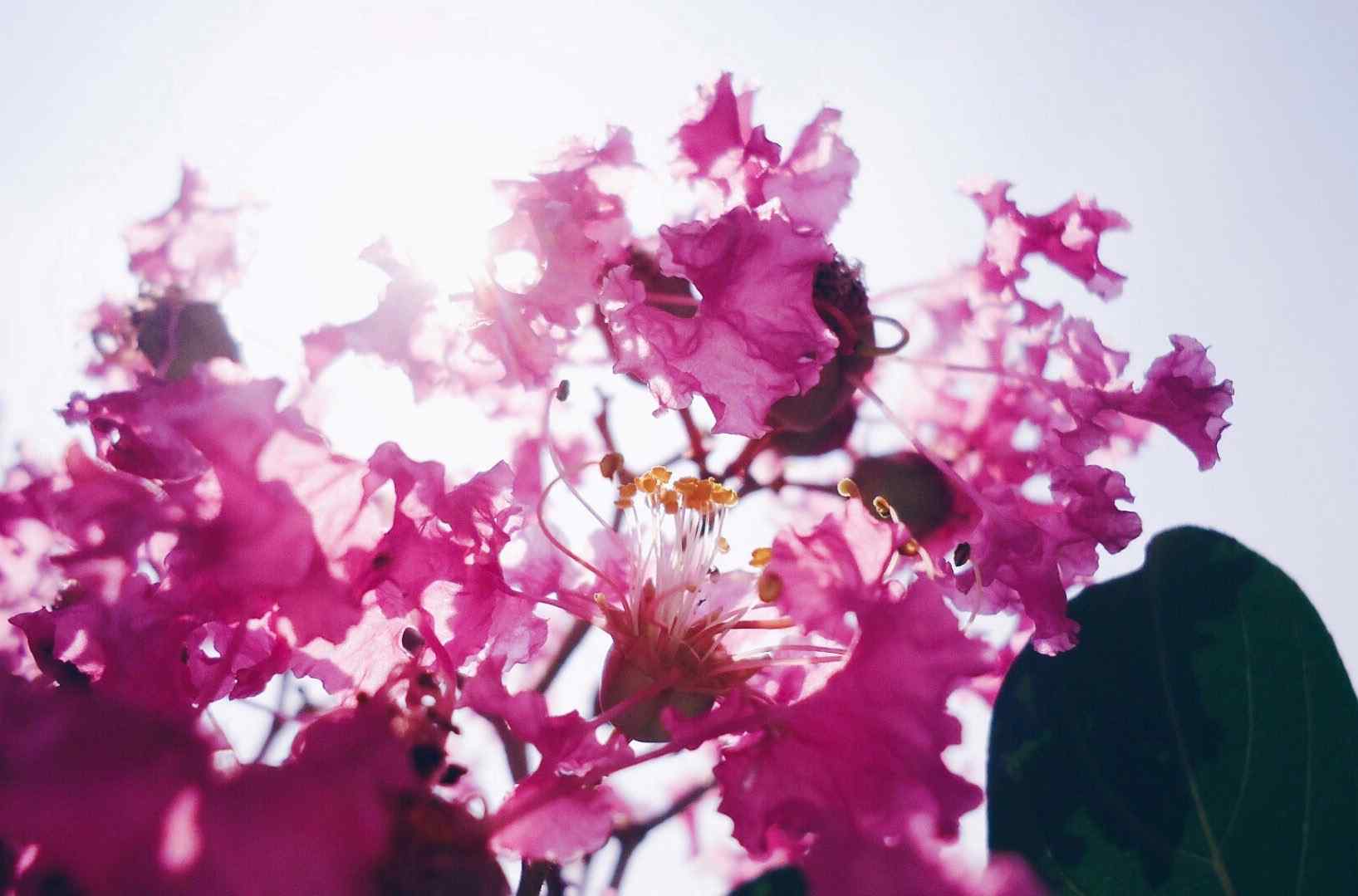 烈日阳光下的紫薇花桌面壁纸