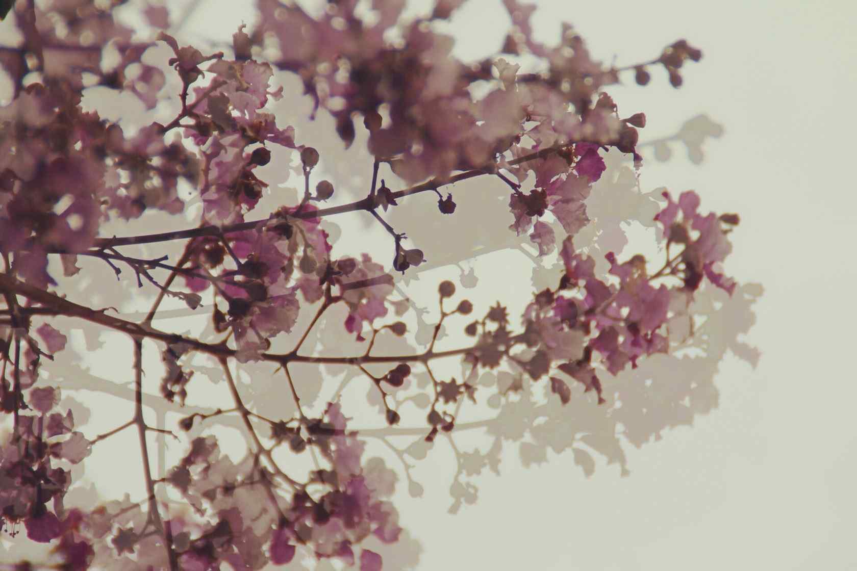 唯美白色紫薇花摄影图片壁纸