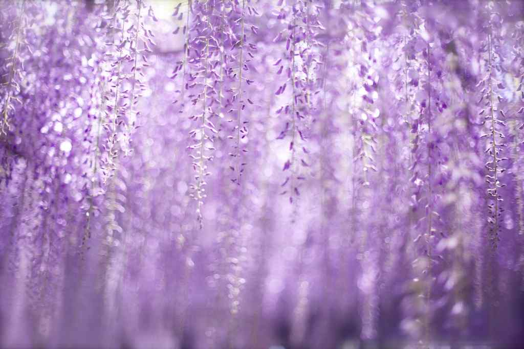 小清新好看的紫藤萝花瀑布桌面壁纸