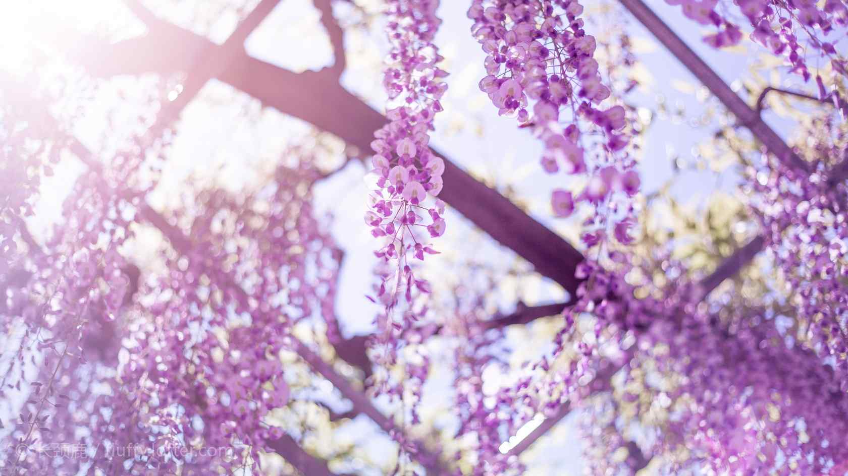 烈日阳光下紫藤萝花瀑布桌面壁纸
