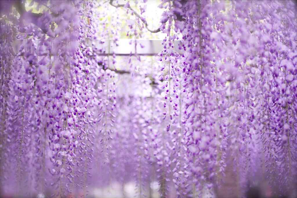 好看的紫藤罗花瀑布摄影图片壁纸