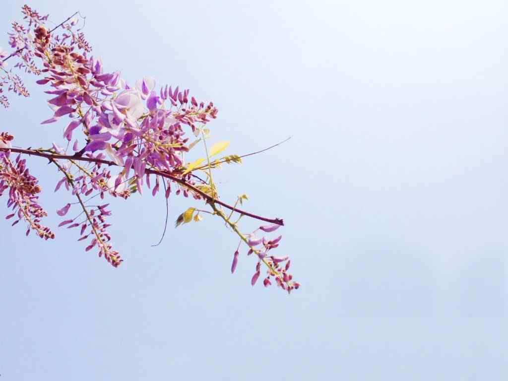 唯美好看的紫藤萝花枝桌面壁纸