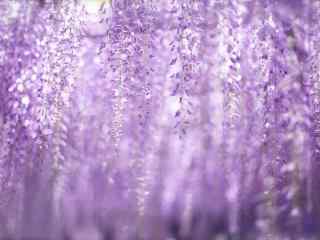 小清新好看的紫藤萝花瀑布桌面壁纸