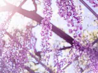 烈日阳光下紫藤萝花瀑布桌面壁纸