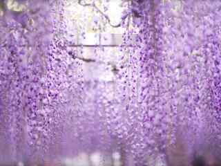 好看的紫藤罗花瀑