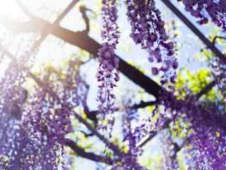 烈日阳光下唯美的紫藤萝瀑布桌面壁纸