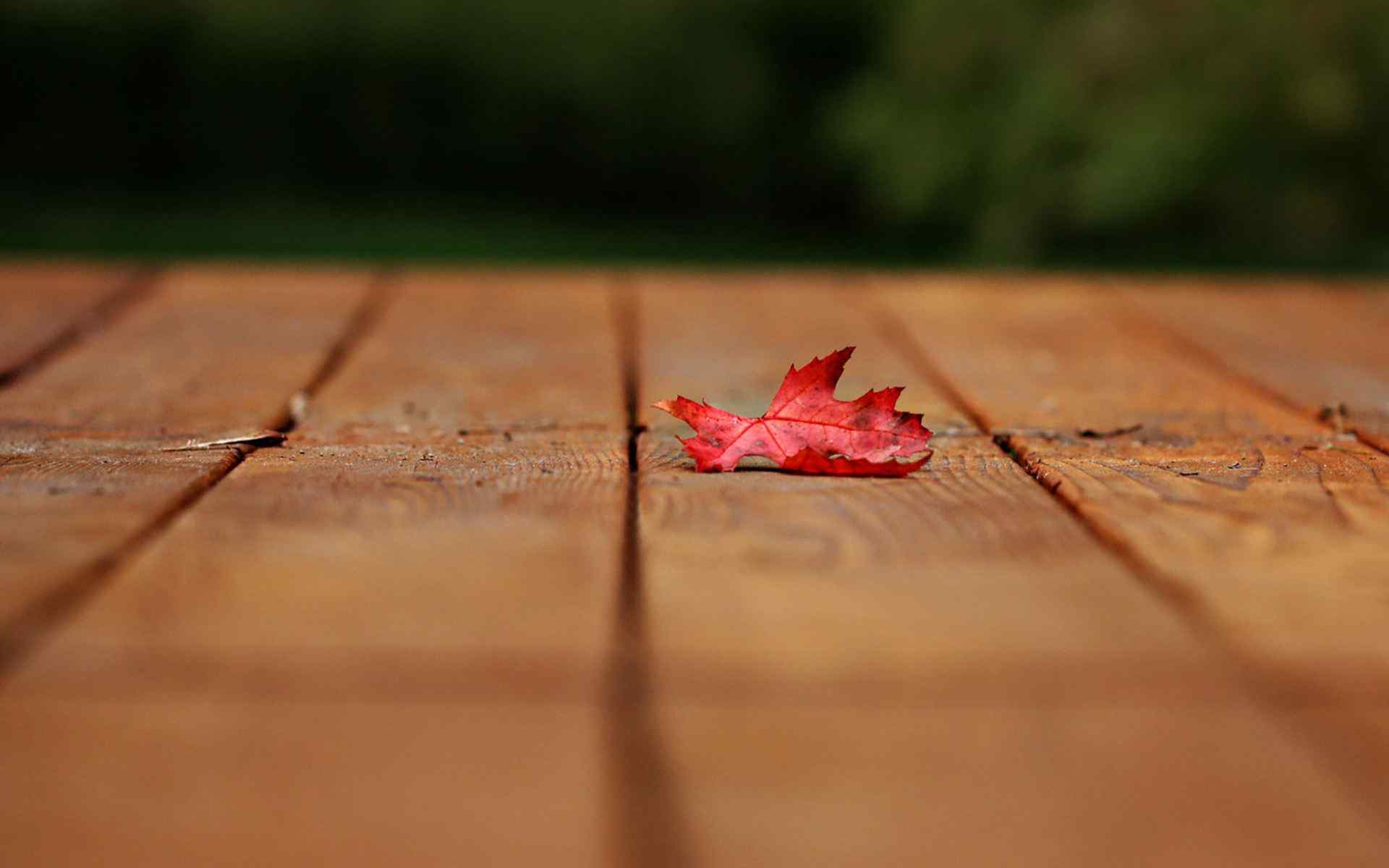 立秋植物之红色枫叶落叶壁纸