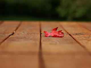 立秋植物之红色枫叶落叶壁纸