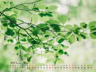 2017年9月日历绿色树叶护眼桌面壁纸