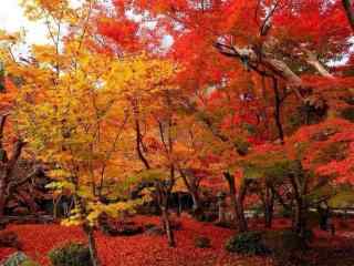 秋日唯美红色枫叶桌面壁纸