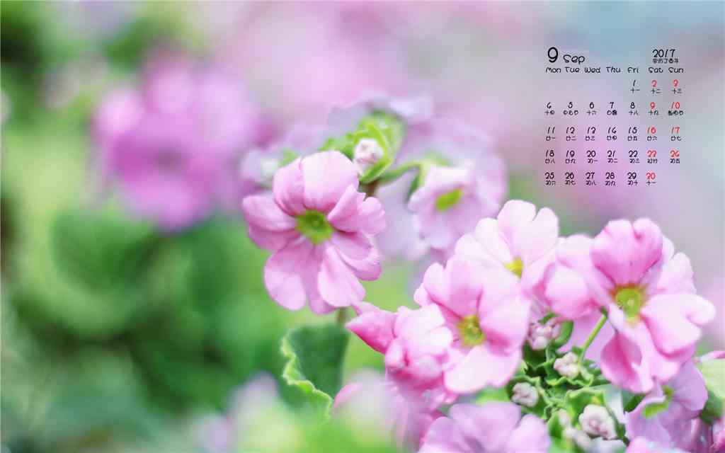 2017年9月日历可爱小清新花朵壁纸
