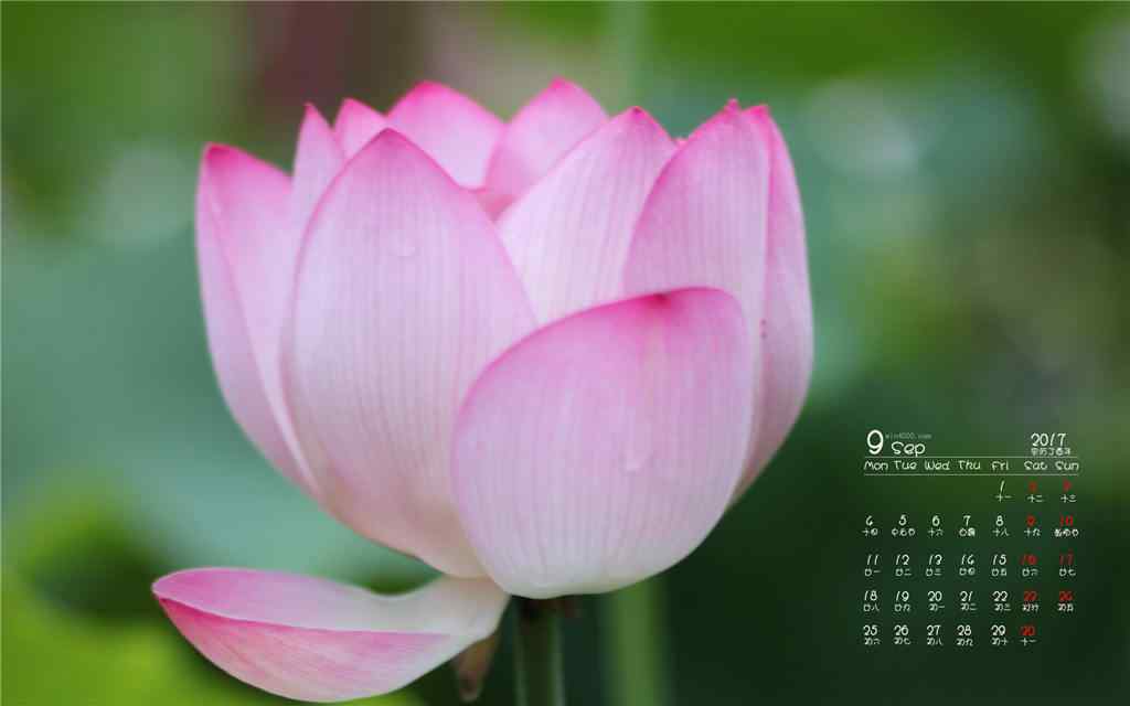 2017年9月日历美丽的莲花桌面壁纸
