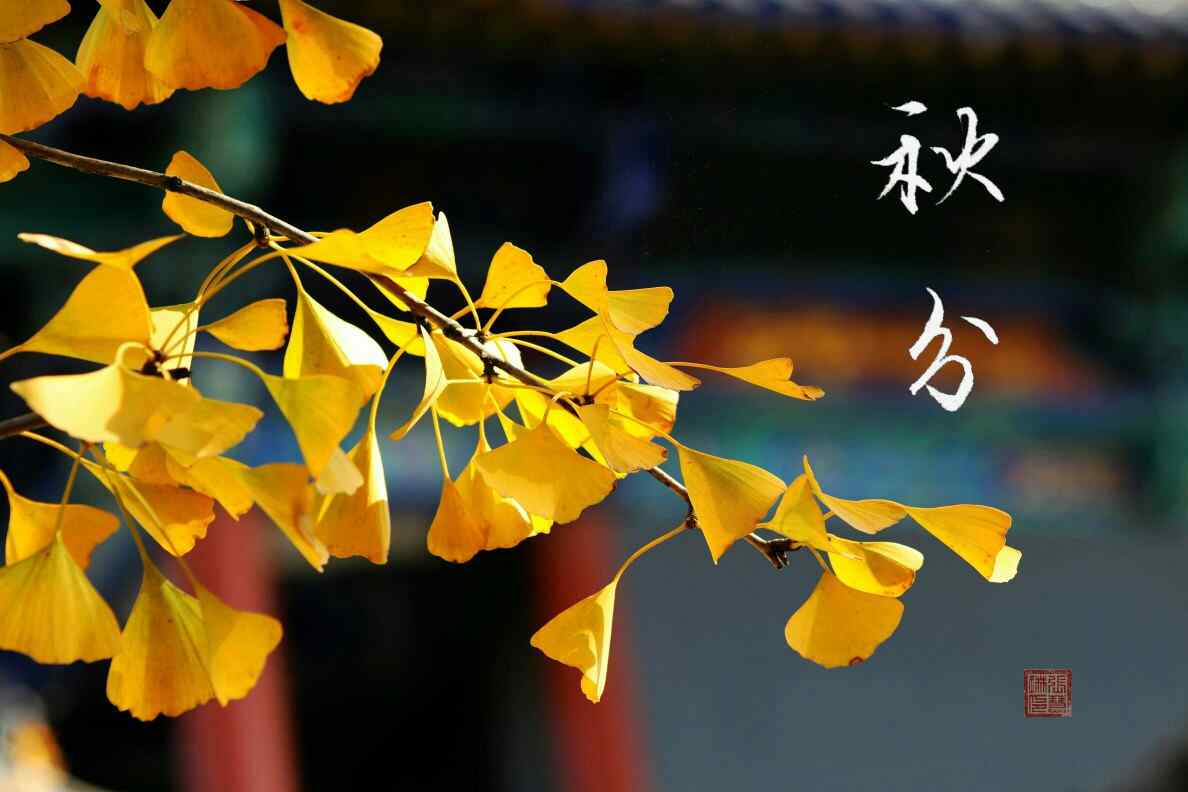黄色枫叶之秋分节气桌面壁纸