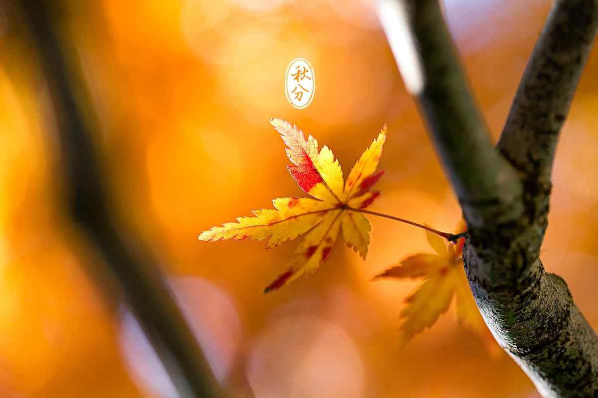 秋日叶子之秋分节气桌面壁纸
