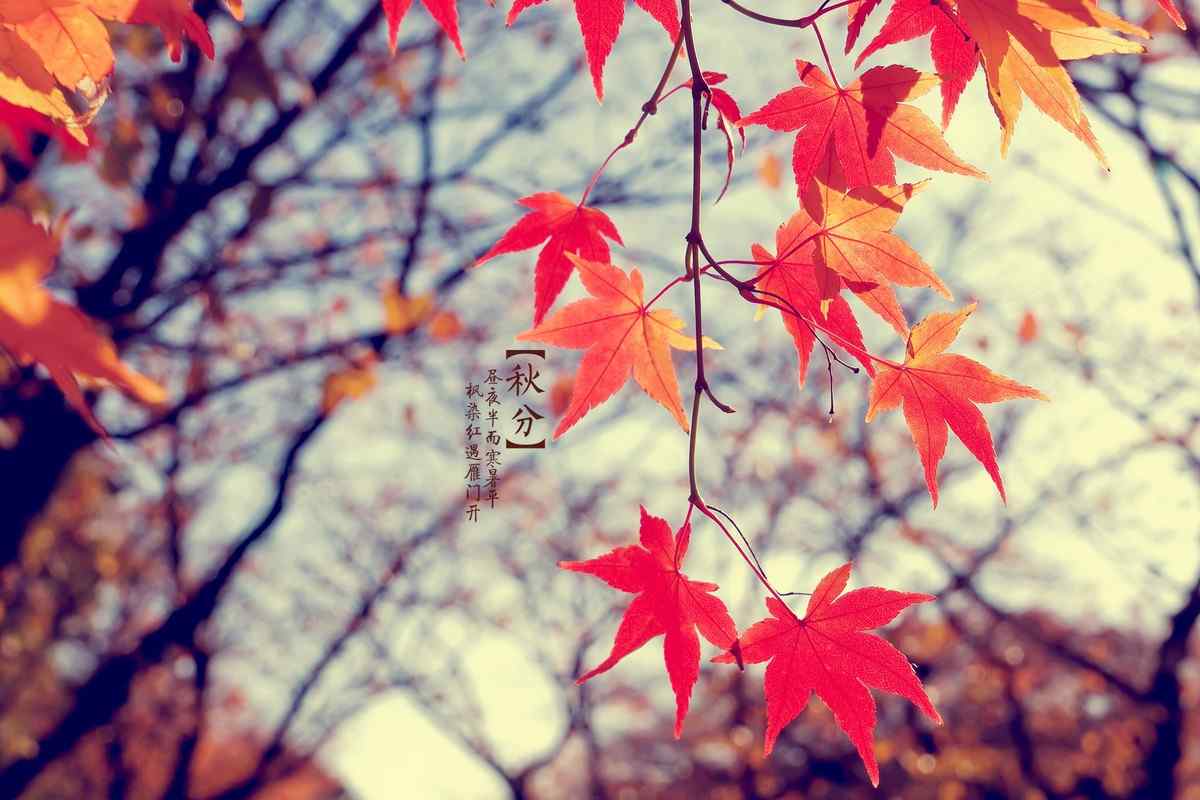 美丽的叶子之秋分节气桌面壁纸
