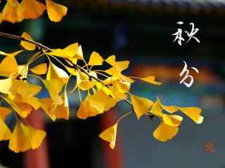 黄色枫叶之秋分节气桌面壁纸