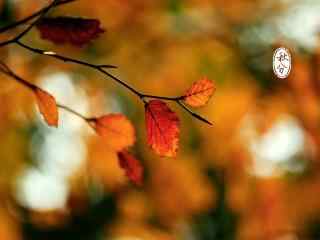 秋分节气之唯美树叶壁纸