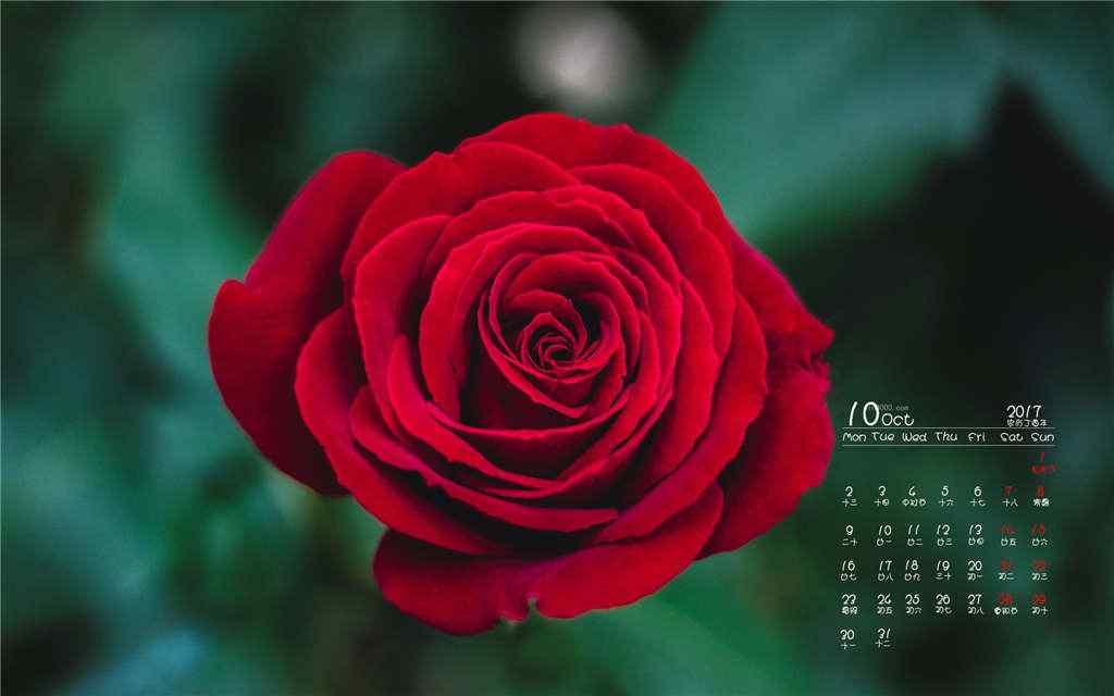 2017年10月日历唯美的玫瑰花图片壁纸