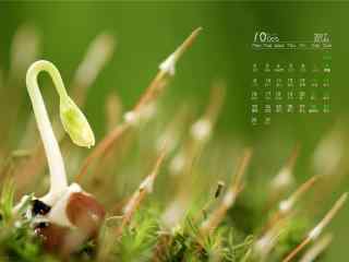 2017年10月日历可爱植物嫩芽桌面壁纸