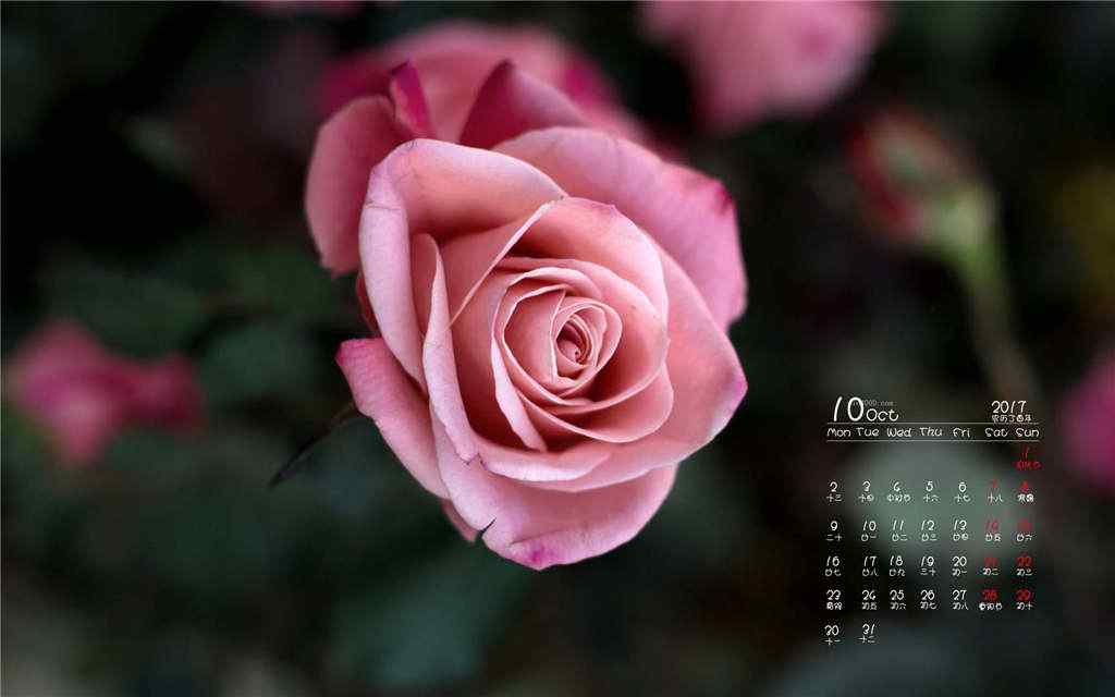 2017年10月日历美丽的玫瑰花图片壁纸