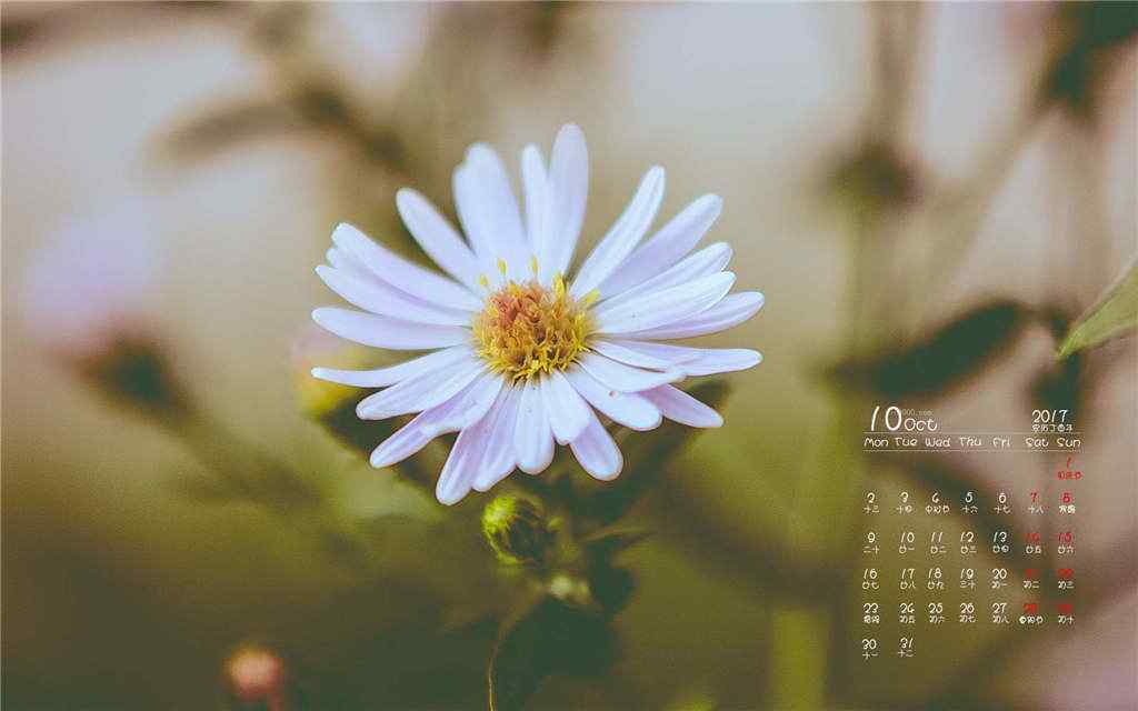 2017年10月日历可爱的小白花桌面壁纸