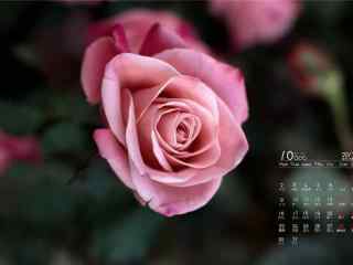 2017年10月日历美丽的玫瑰花图片壁纸