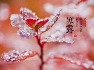 2017年寒露节气水珠植物海报壁纸