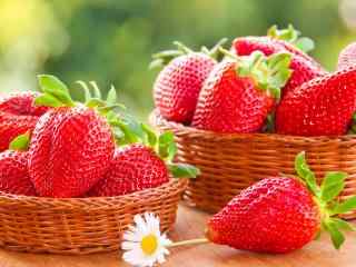 草莓 新鲜 水果 