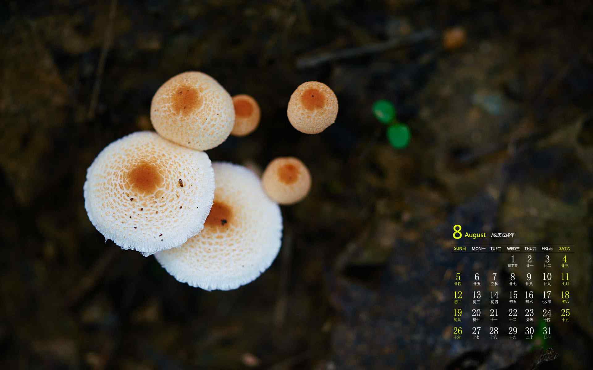 2018年8月日历壁纸可爱蘑菇摄影高清护眼壁纸