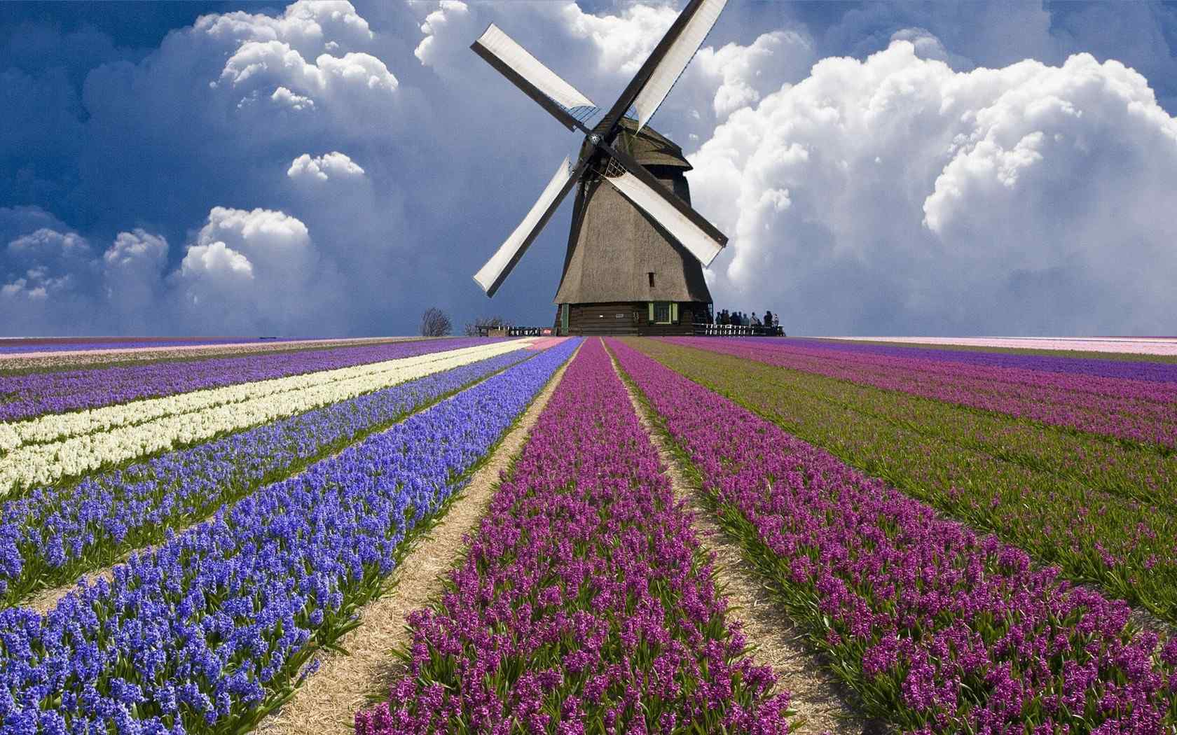 荷兰自然唯美花园风车风景桌面壁纸