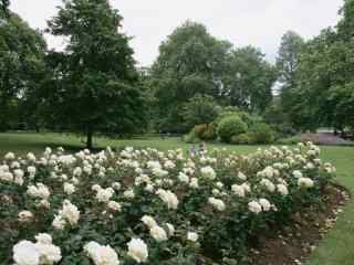 英国伦敦公园花丛